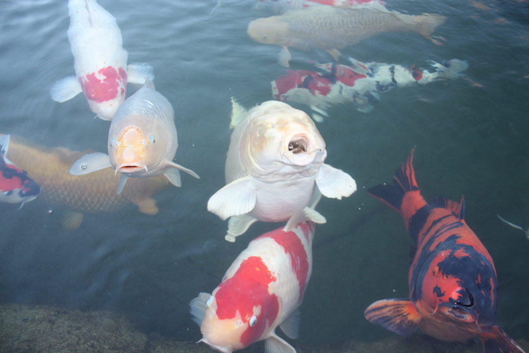 Détection parasitaire et soin des kois Aquakoi