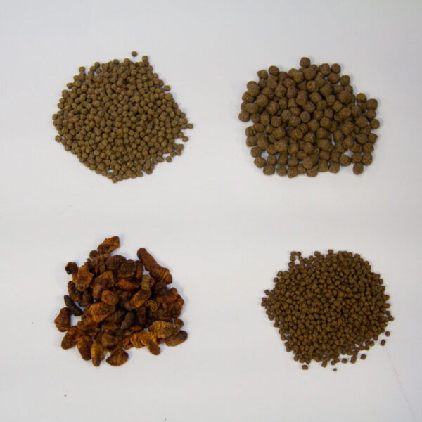 Nourriture pour carpe koi - distributeur pour bassin