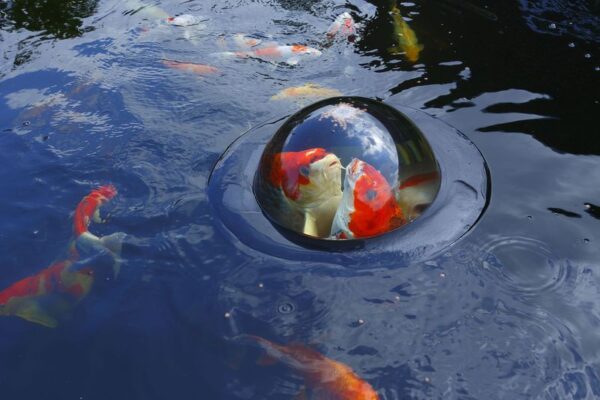 fish dome