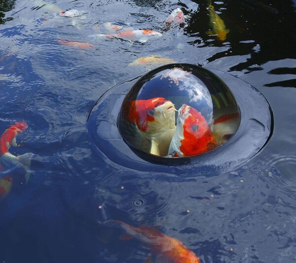 fish dome