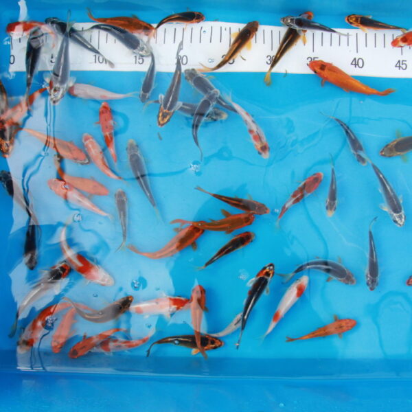 Carpe koi Europe A 4/7cm
