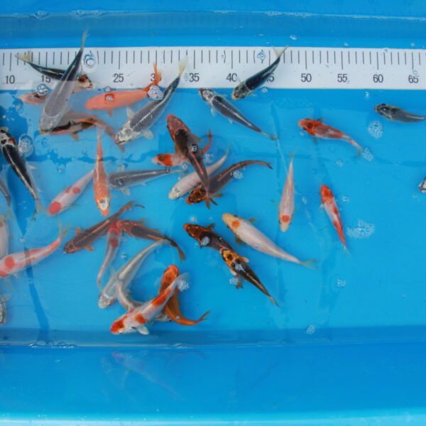 Carpe koi Europe A 16-25cm