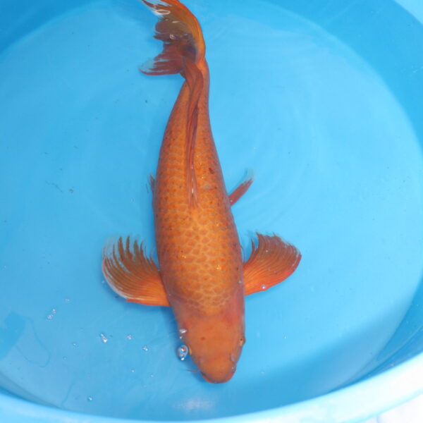 Carpe koi Chagoi Voile 79cm