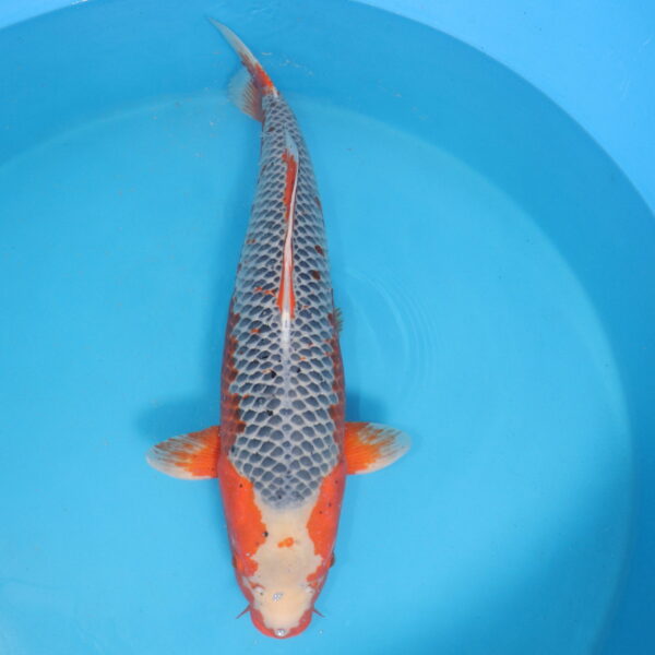 Carpe koi Asagi Red 74 cm