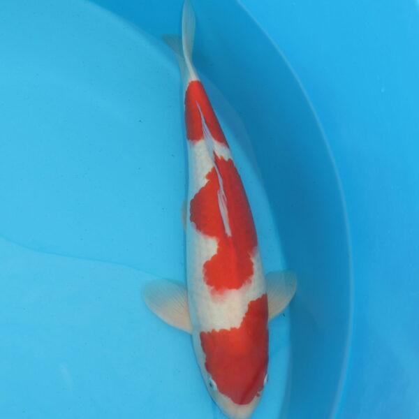 Carpe koi Kohaku 54 cm