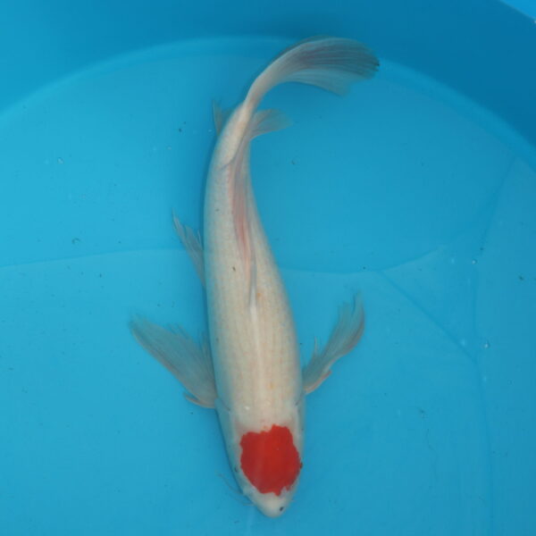 Carpe koi voile