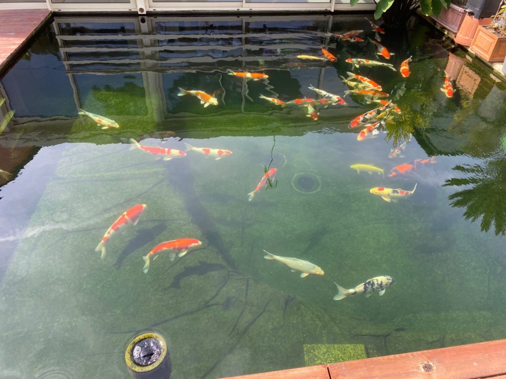 grosse carpe koi dans leur bassin de 60m3