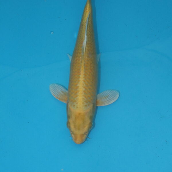 Carpe koi Yamabuki Ogon 34cm