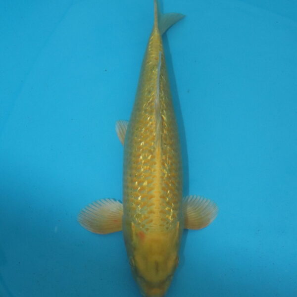 Carpe koi Yamabuki Ogon Ginrin 35cm
