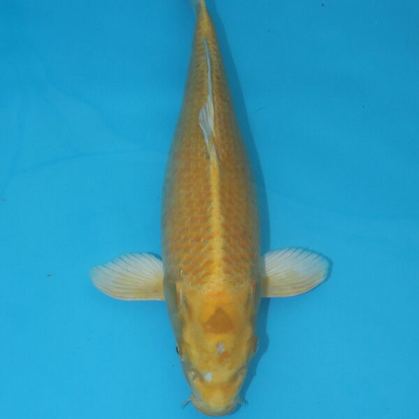 Carpe koi Yamabuki Ogon 39cm