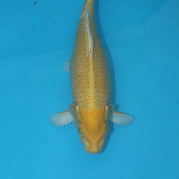 Carpe koi Yamabuki Ogon 35cm
