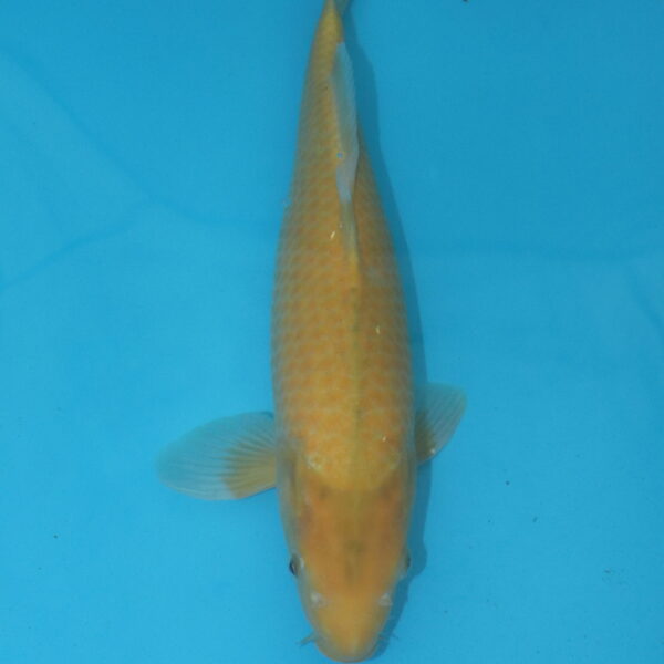 Carpe koi Karashigoi 40cm