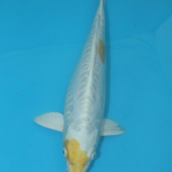 Carpe koi Hariwake 34cm