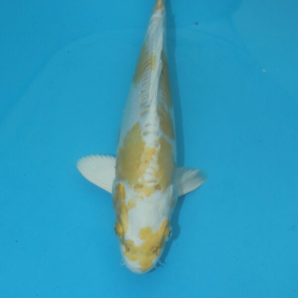 Carpe koi Hariwake 32cm