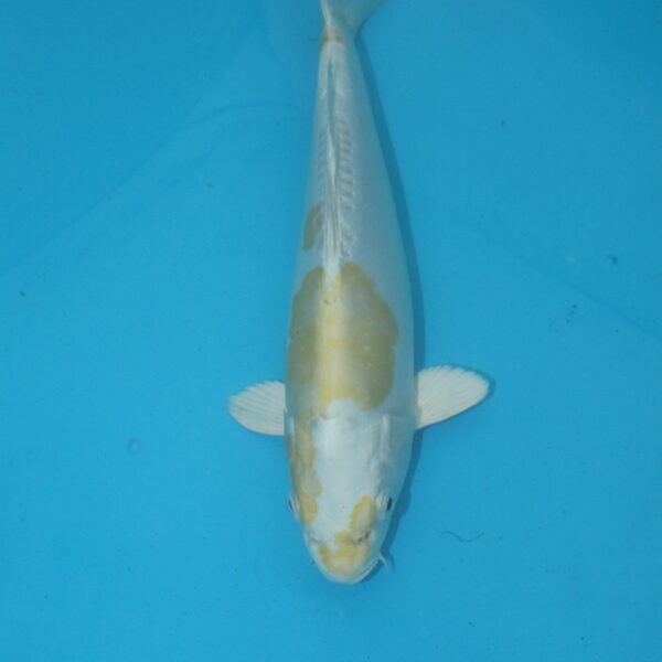 Carpe koi Hariwake 28cm