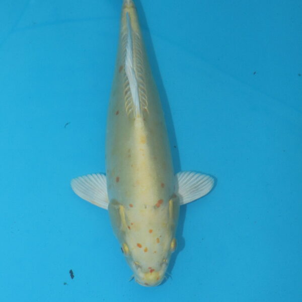 Carpe koi Ogon Doitsu 32cm