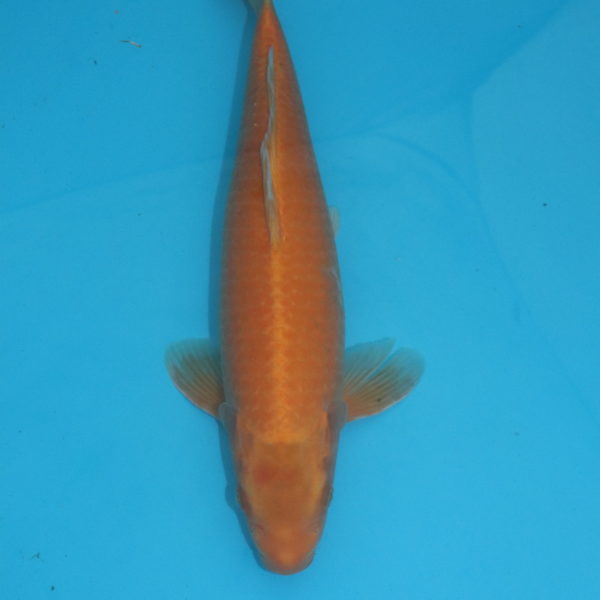 Carpe koi Oranji Ogon 40 cm