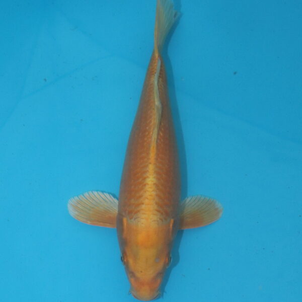 Carpe koi Oranji Ogon 27cm