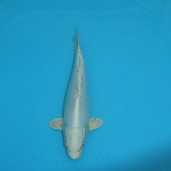 Carpe koi Platinum Doitsu 28cm