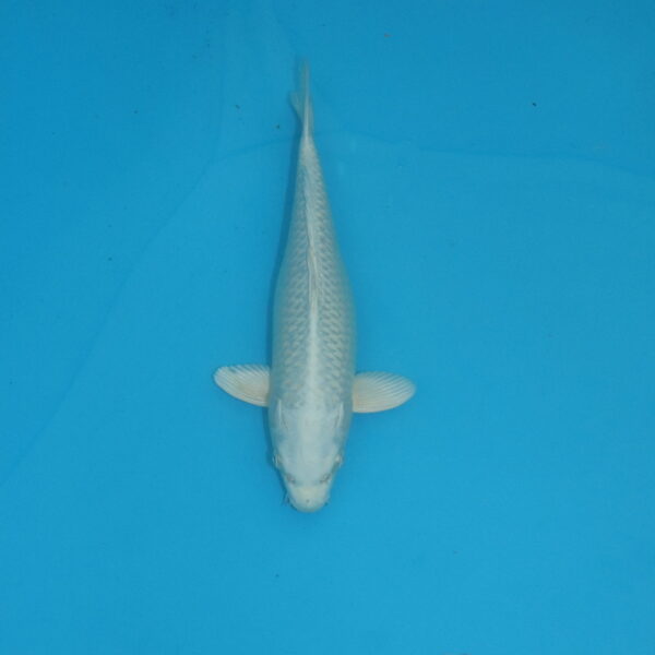 Carpe koi Platinum 28cm