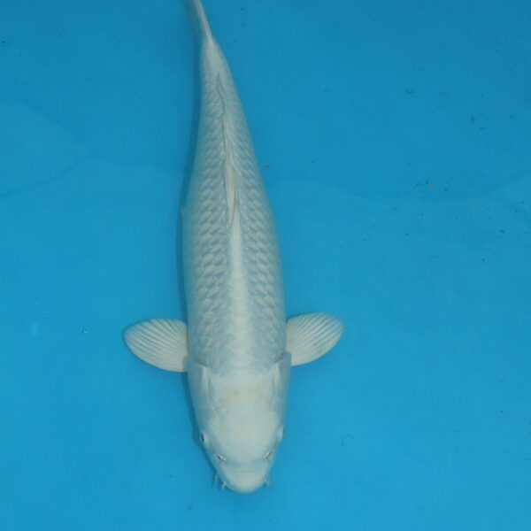 Carpe koi Platinum 41cm