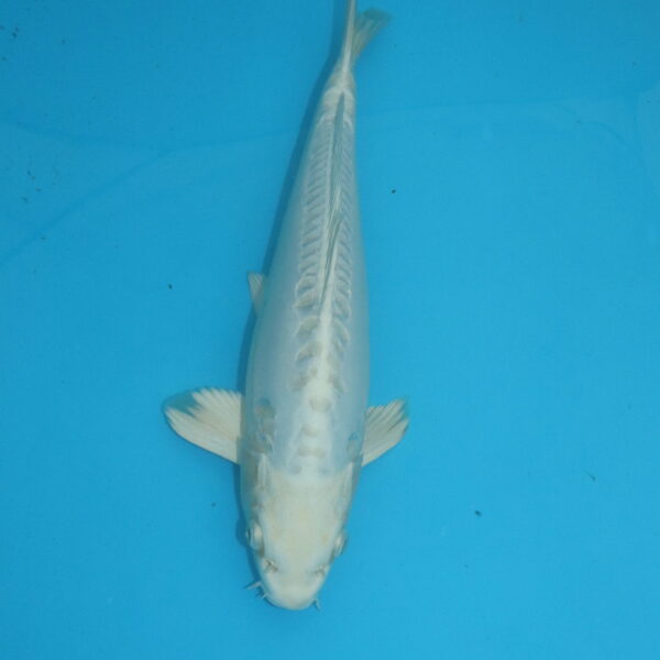 Carpe koi Platinum Doitsu 35cm