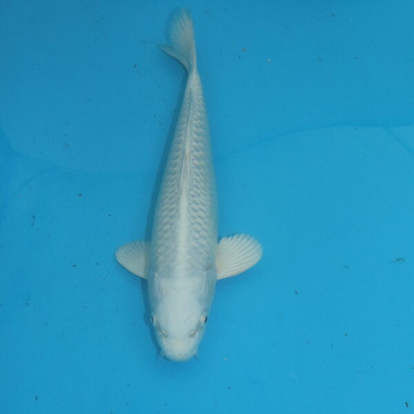 Carpe koi Platinum 30 cm