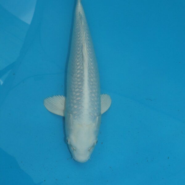 Carpe koi Platinum 42 cm