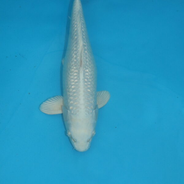 Carpe koi Platinum 40 cm