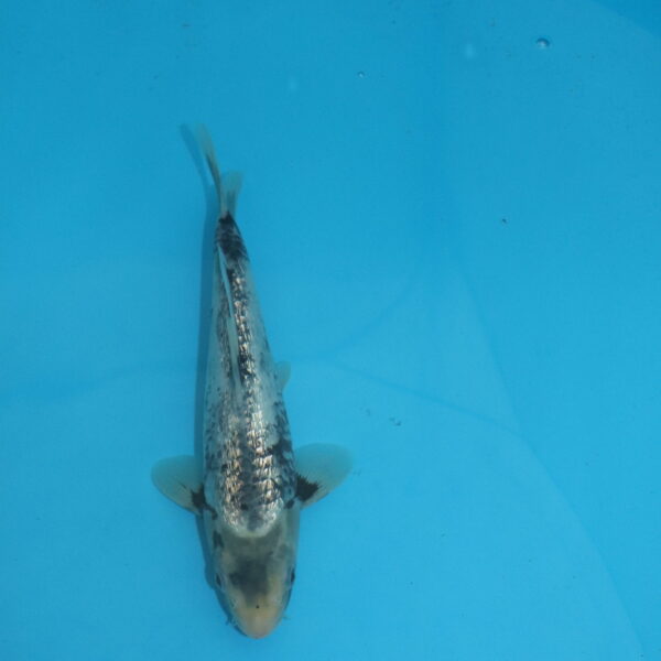 Carpe koi Matsukawabake Ginrin 26 cm