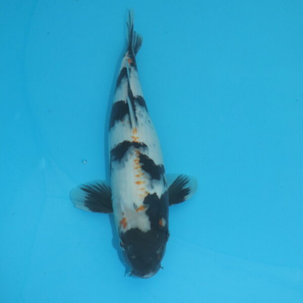 Carpe koi Sanke 35 cm