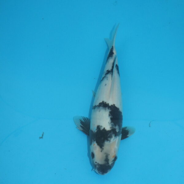 Carpe koi Shiro Utsuri 34 cm