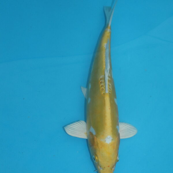 Carpe koi Hariwake 31 cm
