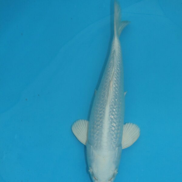 Carpe koi Platinum Ginrin 38 cm