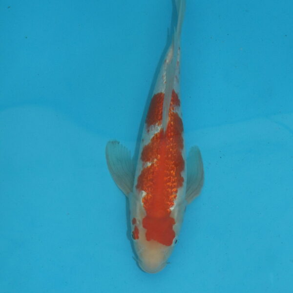Carpe koi Kohaku Voile 38cm