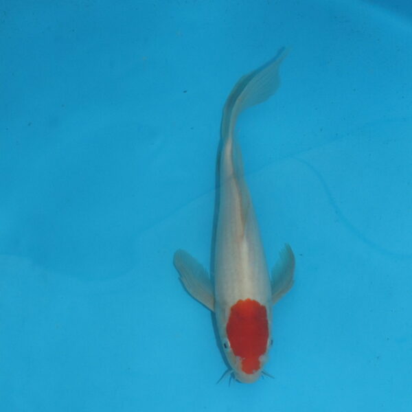 Carpe koi Tancho Voile 33 cm