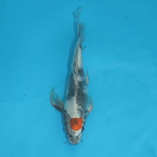 Carpe koi Kin Showa Voile 30 cm