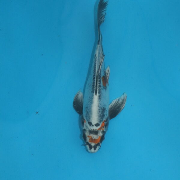 Carpe koi Beni Kikokuryu Voile 28 cm