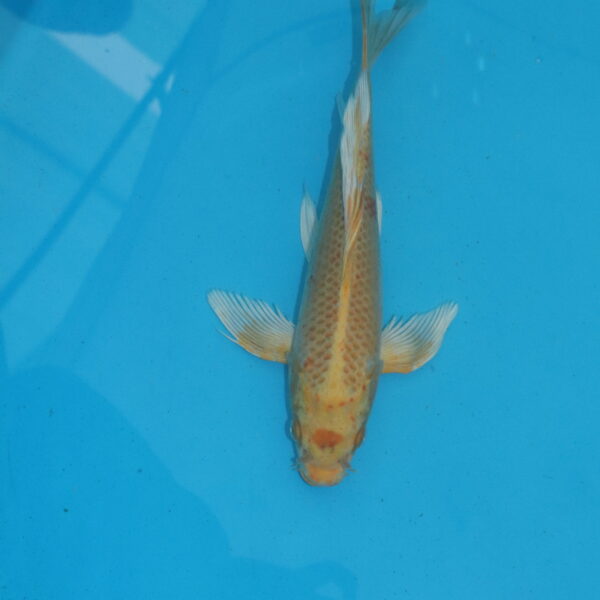 Carpe koi Oranji Ogon Voile 31 cm