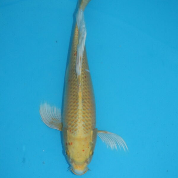 Carpe koi Ogon Voile 40 cm