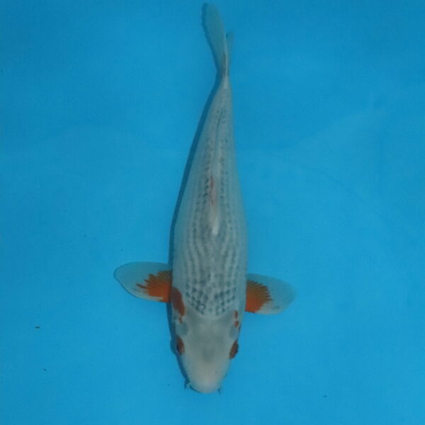 Carpe koi Asagi 40cm