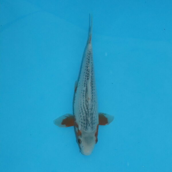 Carpe koi Asagi 31 cm