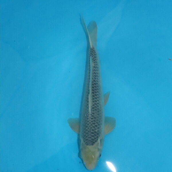 Carpe koi Asagi 40 cm
