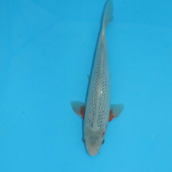 Carpe koi Asagi 35 cm