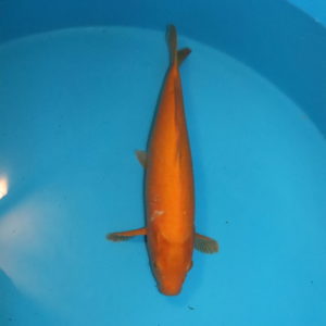 Carpe koi Oranji Ogon 52 cm