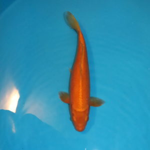 Carpe koi Oranji Ogon 41 cm