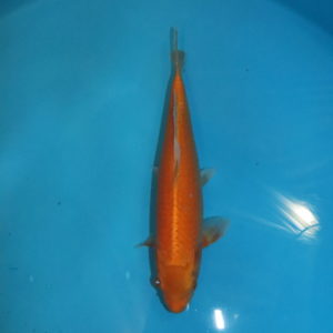 Carpe koi Oranji Ogon 42 cm
