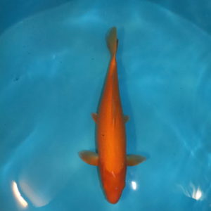 Carpe koi Oranji Ogon 48 cm