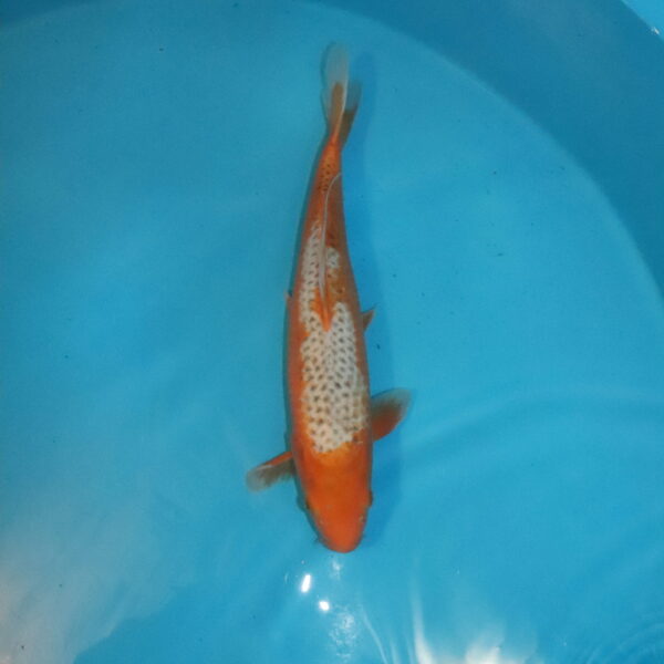 Carpe koi Asagi 45 cm