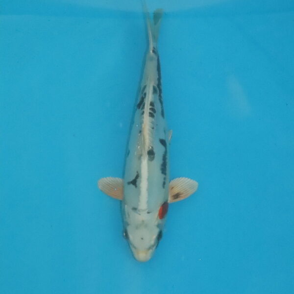 Carpe koi Beni Kikokuryu 31cm